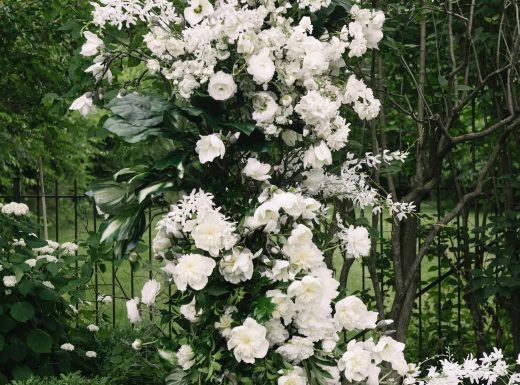 MangoStudios-C-0229-min