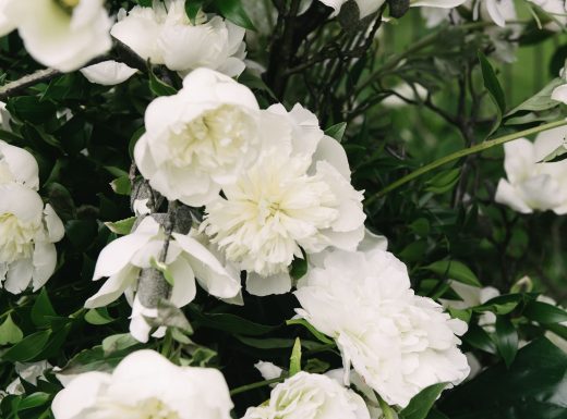 MangoStudios-C-0231-min