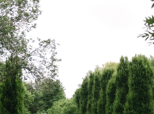 MangoStudios-C-0256-min