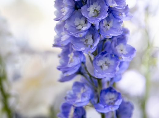 Flowertime-Chateau Le Parc-1009